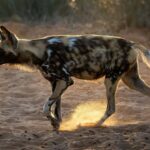 20 African wild dogs were brought back to a Zimbabwe park after disappearing for decades; conservationists rebuilt the ecosystem before their return