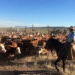A Texas family spent nearly eight years fighting over the 65,000-acre Brite Ranch, worth at least $60 million; days before trial, the heirs agreed to divide the historic property into four pieces