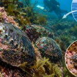 In 2023, California scientists moved 246 endangered black abalone to a protected coastline; three years later, site counts rose from 54 to 302, density hit 1 per sq metre and juveniles appeared