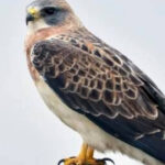 In 2023, restoration began on 150 acres of California floodplain with more than 30,000 native plants; three years later, Swainson’s hawks have nested in Shasta County for the first confirmed time in about 30 years