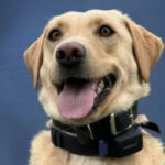 A three-year-old police Labrador whose arrival and training were funded by a $25,000 donation found a missing 70-year-old hiker in Hawaii Volcanoes National Park; it was her second successful rescue in just two months