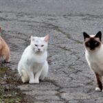 In 2025, New Zealand targeted feral cats threatening southern dotterels on Stewart Island; a year later the critically endangered bird's population rose from 105 to about 160, its biggest annual gain in 32 years
